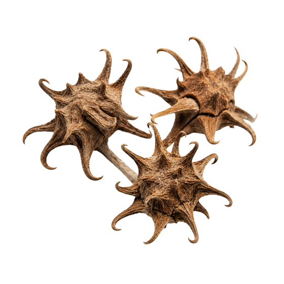 Devil's Claw