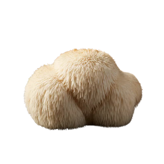 Lion's Mane