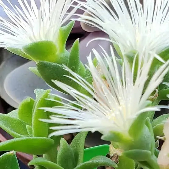 Sceletium (Kanna): South Africa's own calm botanical