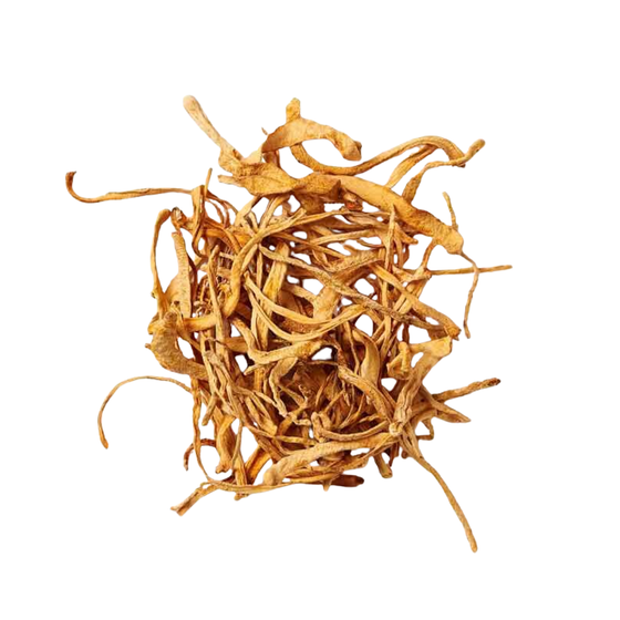 Cordyceps